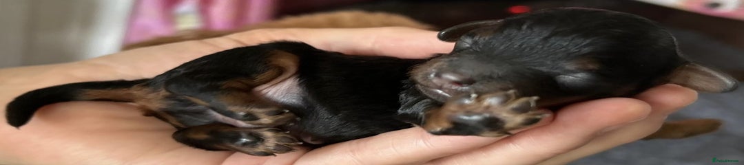 Toy Poodle Puppy 3