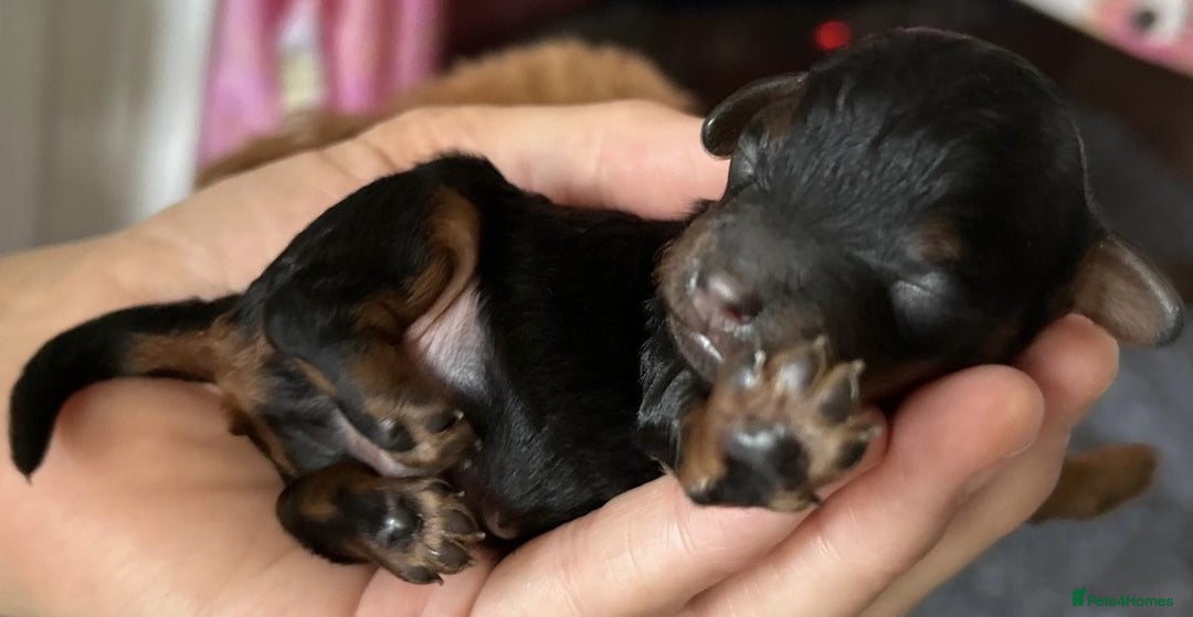 Toy Poodle dogs for sale: Possibly The Cutest Puppies Ever - Image 4