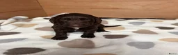 Sproodle dogs for sale: Gorgeous Chocolate Puppies in Ludlow - Advert 11