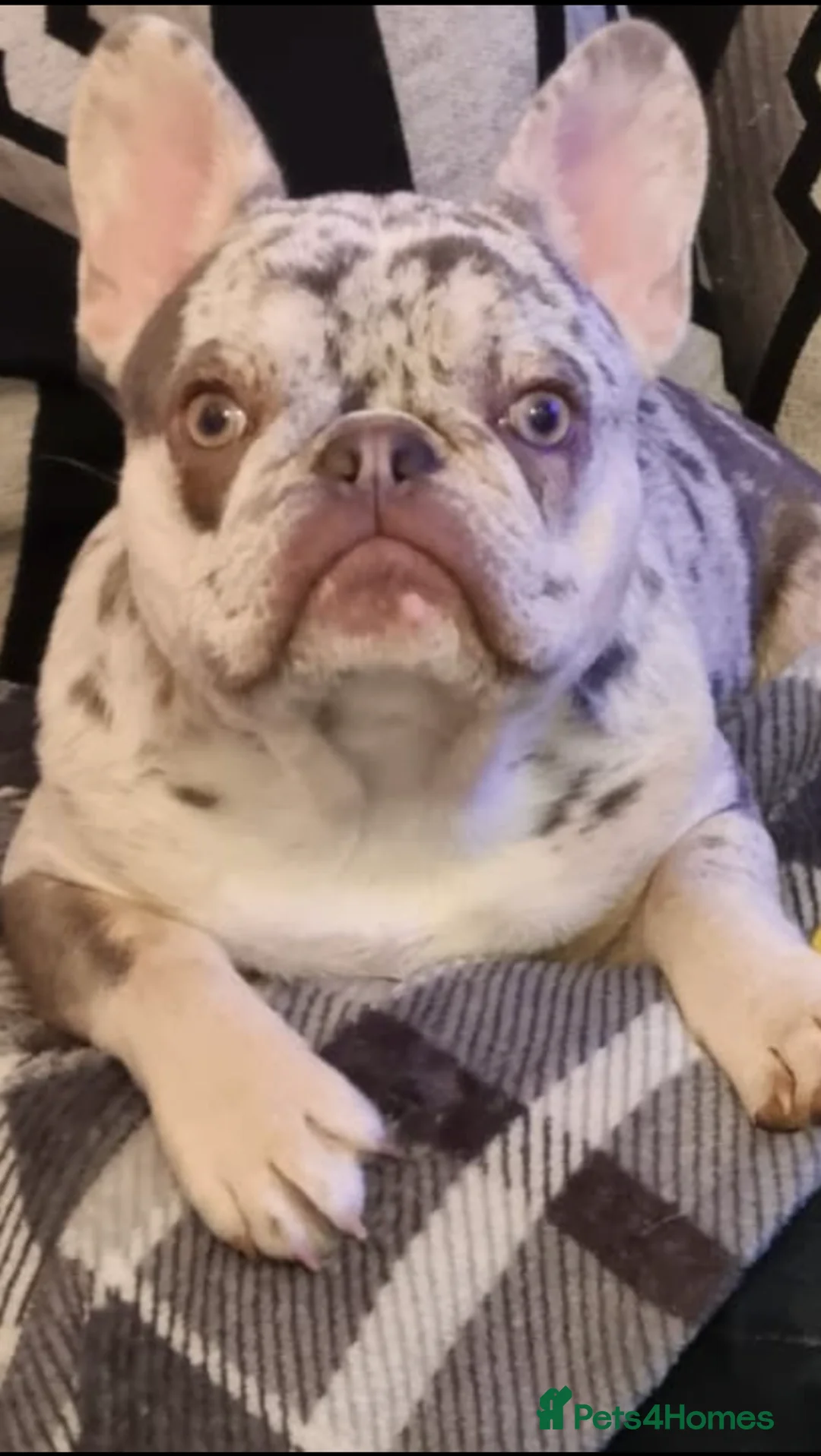 French Bulldog dogs for stud: Lilac merle French bulldog for stud  in Stevenage - Advert 8