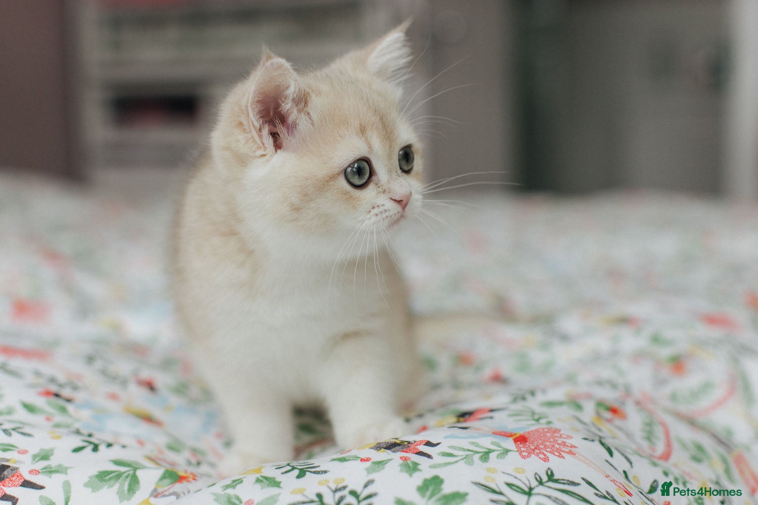 British Shorthair cats Champions lines Golden blue Ay12 BSH kittens - Advert 1