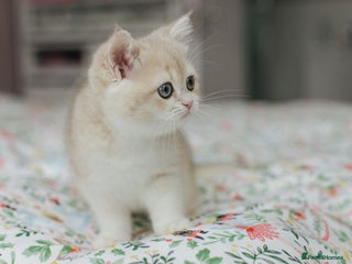 British Shorthair cats Champions lines Golden blue Ay12 BSH kittens - Advert 1