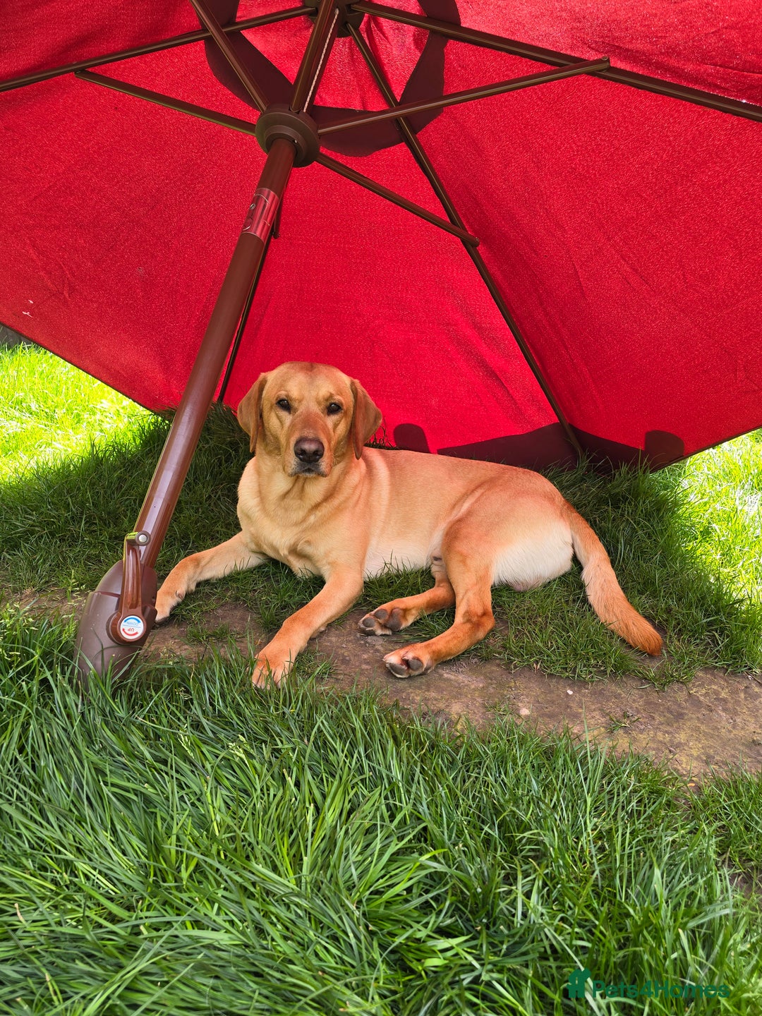 Labrador Retriever dogs for stud: Unproven Labrador Stud NO FEE. KC reg/BVA screened in Brecon - Advert 39