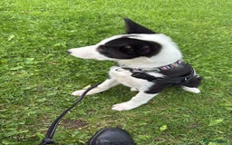 Border Collie dogs for sale: Border Collie for sale - Image 8