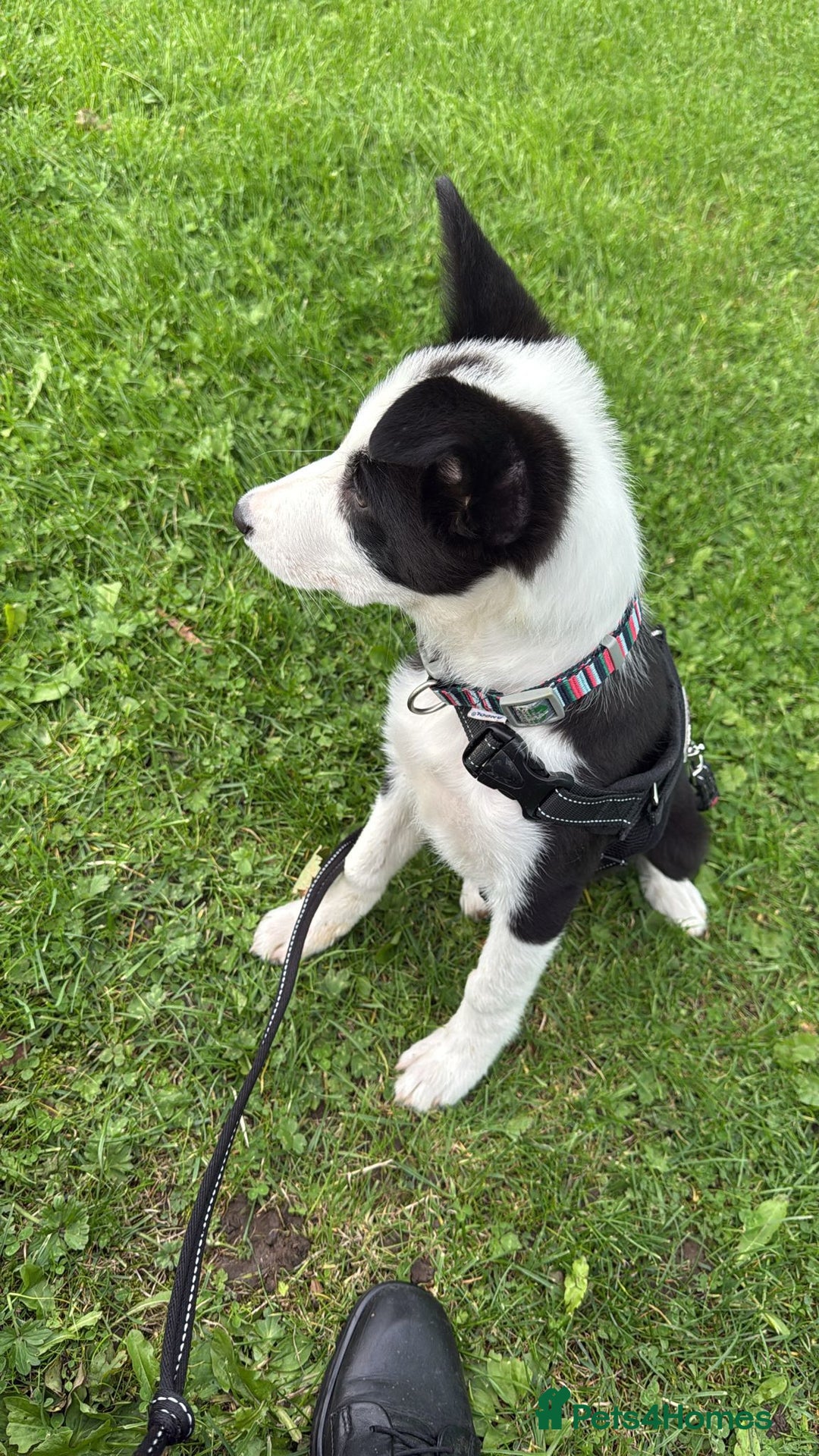 Border Collie dogs for sale: Border Collie for sale - Image 8