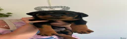 Rottweiler dogs for sale: Stunning kc rottweiler pups - Advert 7