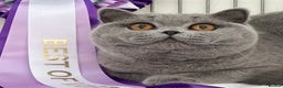 British Shorthair cats for sale: Gorgeous Quality British Kittens - Advert 23