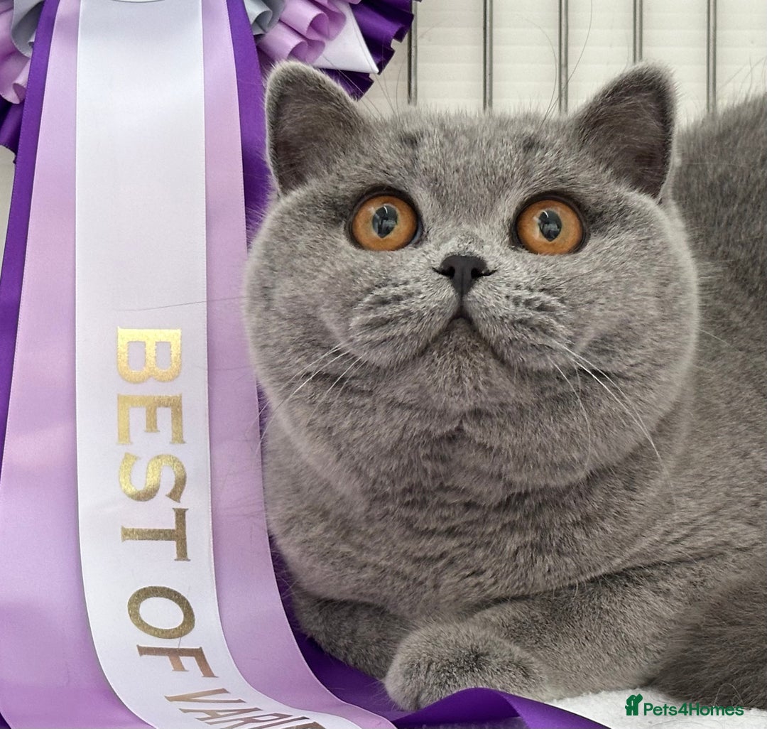 British Shorthair cats for sale: Gorgeous Quality British Kittens - Advert 23