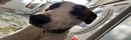 Mixed Breed dogs for sale: Lurcher cross  - Advert 6