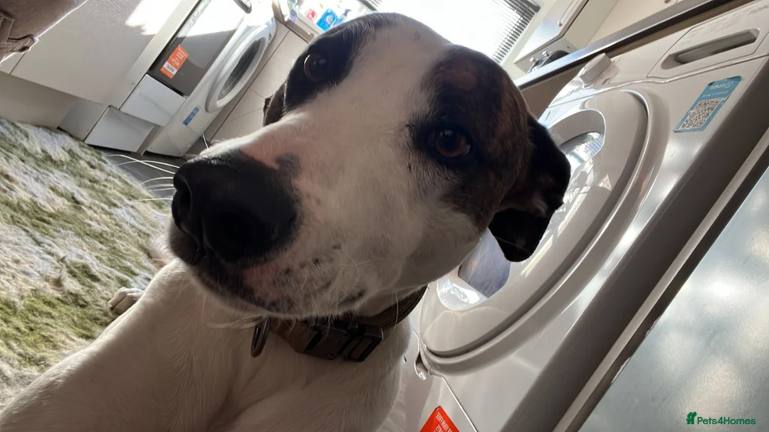 Mixed Breed dogs for sale: Lurcher cross  - Advert 6