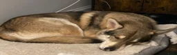 Shepsky dogs for sale: Shepsky puppies  - Advert 7