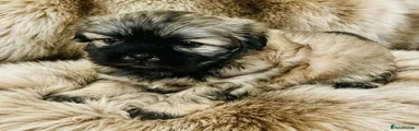Maltipoo 3
