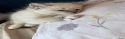 Ragdoll cats for sale: Ragdoll kittens  - Advert 6