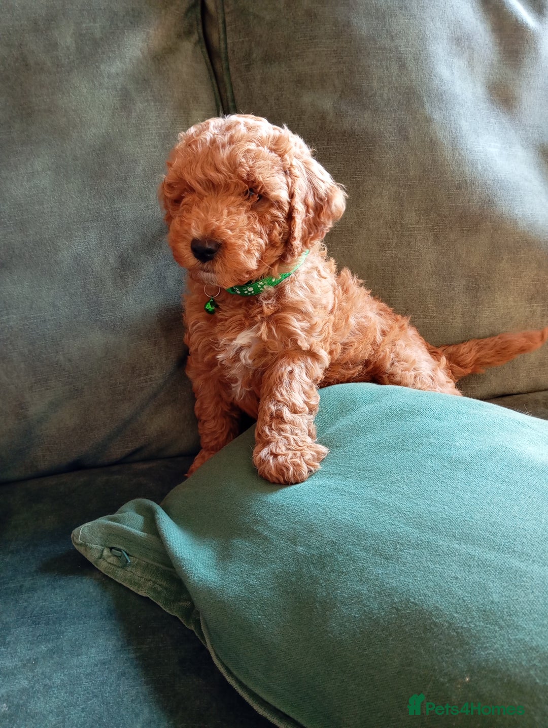 Cockapoo dogs for sale: Beautiful family of cockerpoos - Image 20