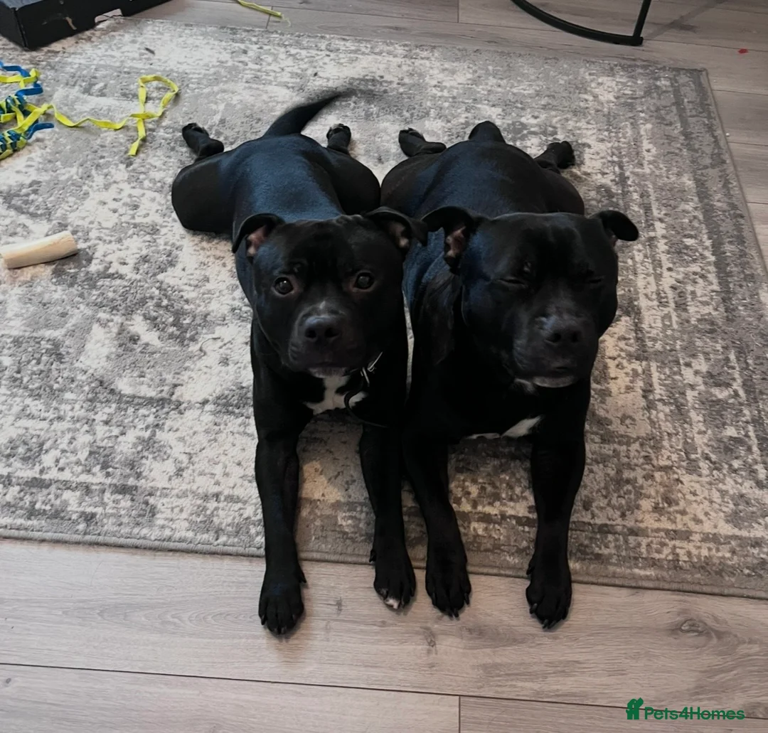 Staffordshire Bull Terrier dogs for stud: Beautiful 3 1/2 year old staff for stud FREE - Advert 8