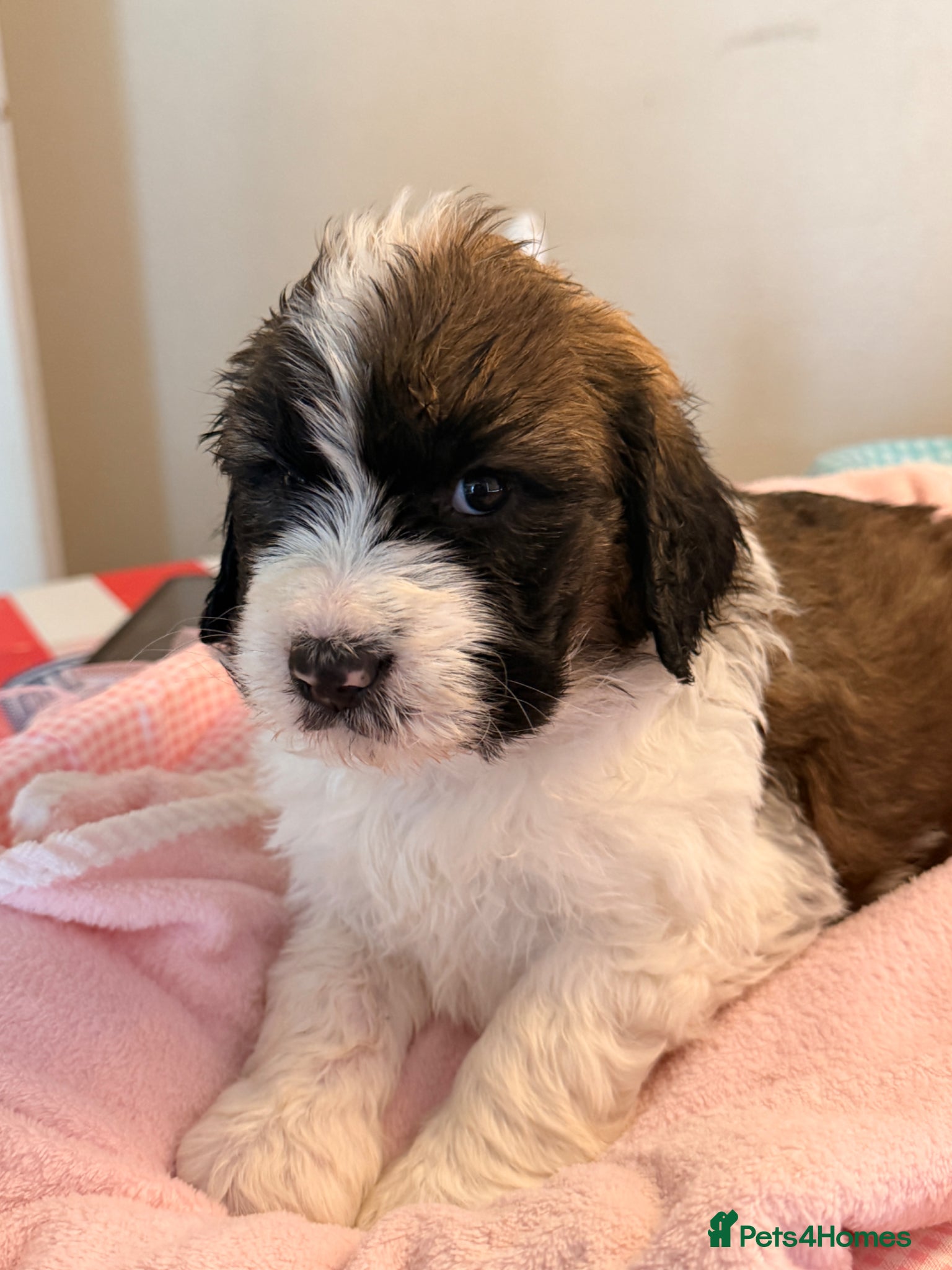 Mixed Breed dogs Bernedoodle puppy for sale  - Advert 2