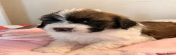 Mixed Breed dogs for sale: Bernedoodle puppy for sale  - Advert 1