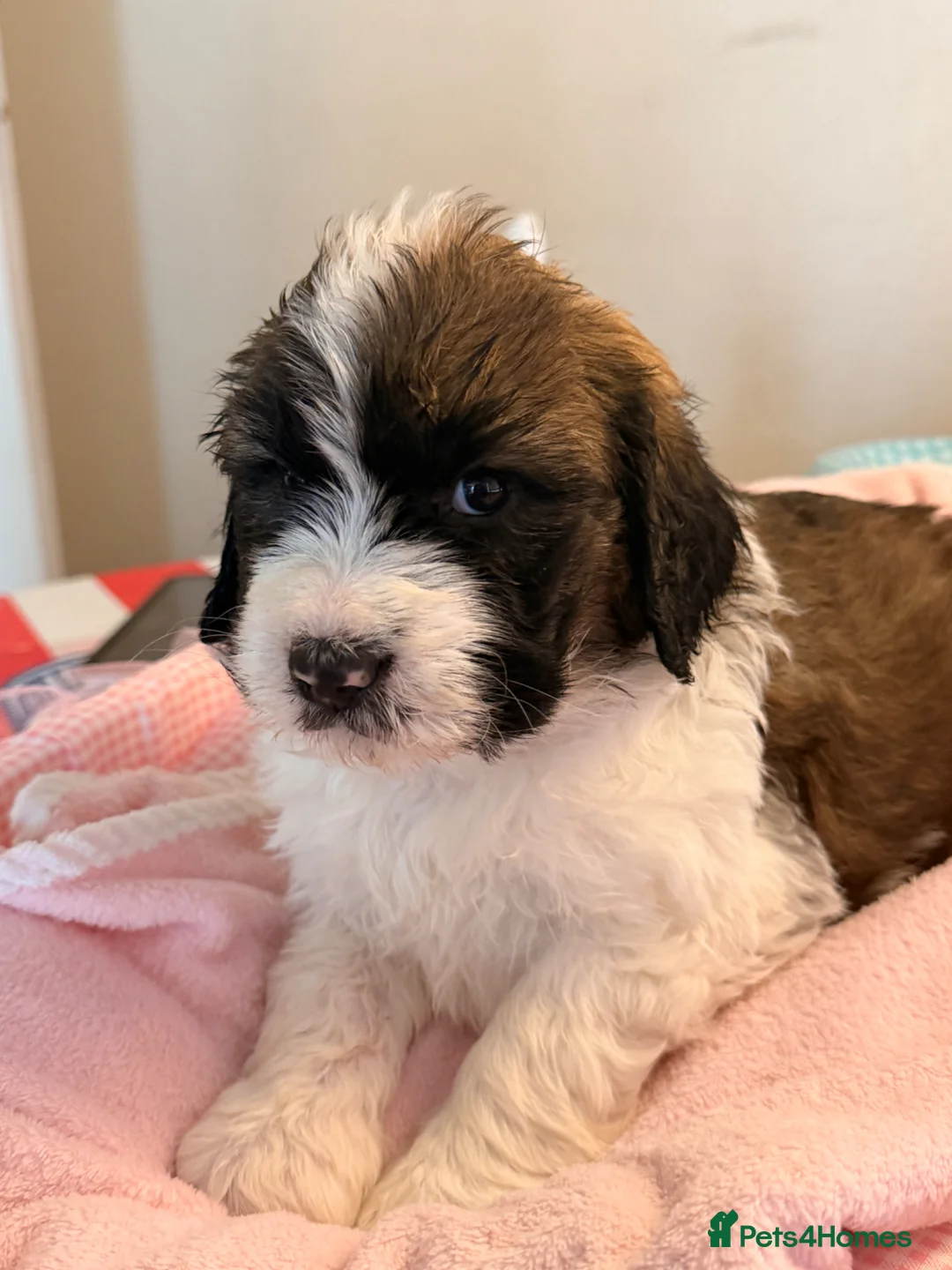 Mixed Breed dogs for sale: Bernedoodle puppy for sale  - Advert 1