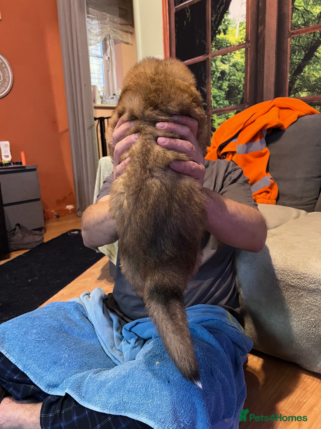 German Shepherd dogs for sale: German shepherd puppies - Image 6