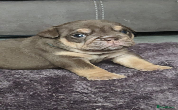 English Bulldog dogs - Advert 5