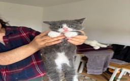 British Shorthair cats for sale: It’s a British short hair  - Image 29