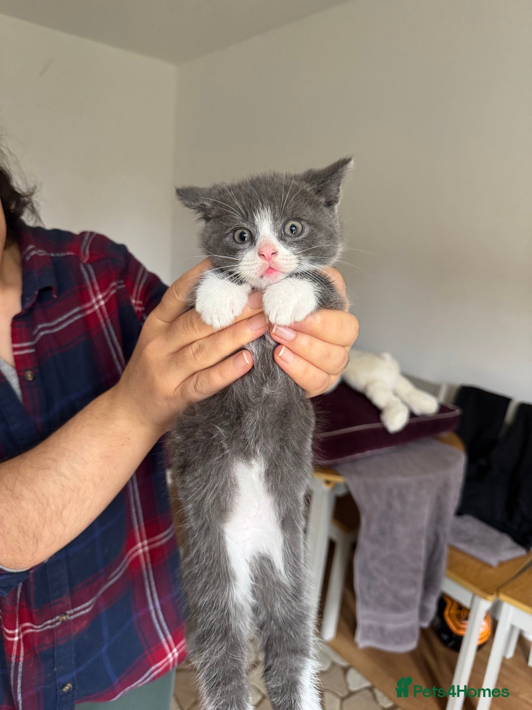 British Shorthair cats for sale: It’s a British short hair  - Image 29