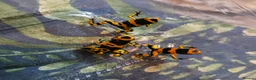 Frog reptiles for sale: Bumblebee dart frogs available now ~ £50 each - Advert 3