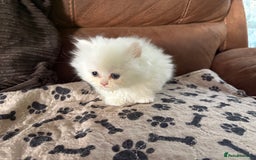 Persian cats for sale: Persian x kittens , 2 separate litters - Advert 17