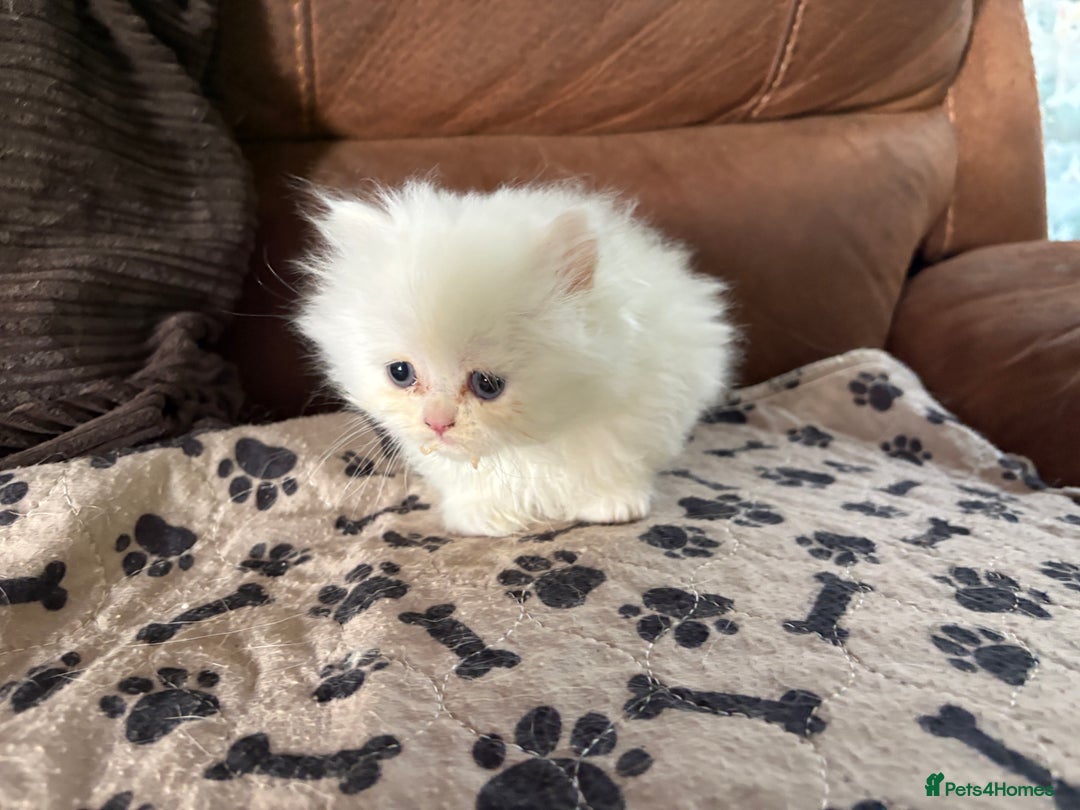 Persian cats for sale: Persian x kittens , 2 separate litters - Advert 17