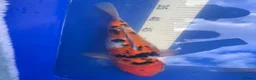 Koi Carp fish for sale: Koi carp - Advert 13