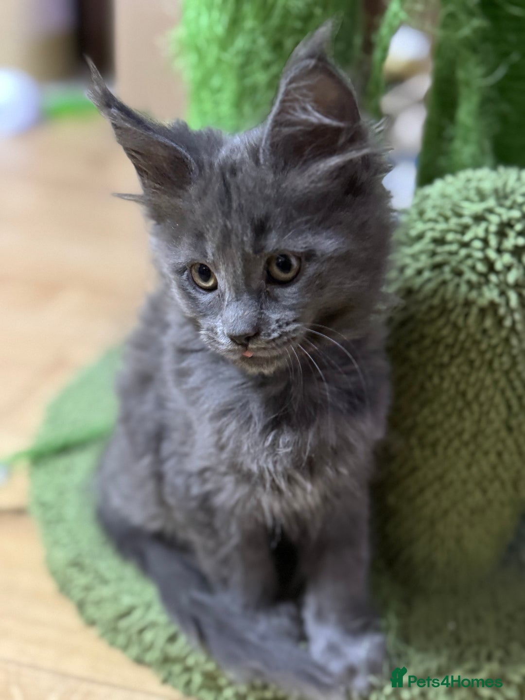 Maine Coon cats for sale: Adorable pure breed Maine coon Kittens’s for sale - Advert 7