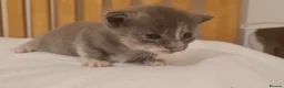 Mixed Breed cats for sale: 3 cute cuddly kittens for sale - Advert 11
