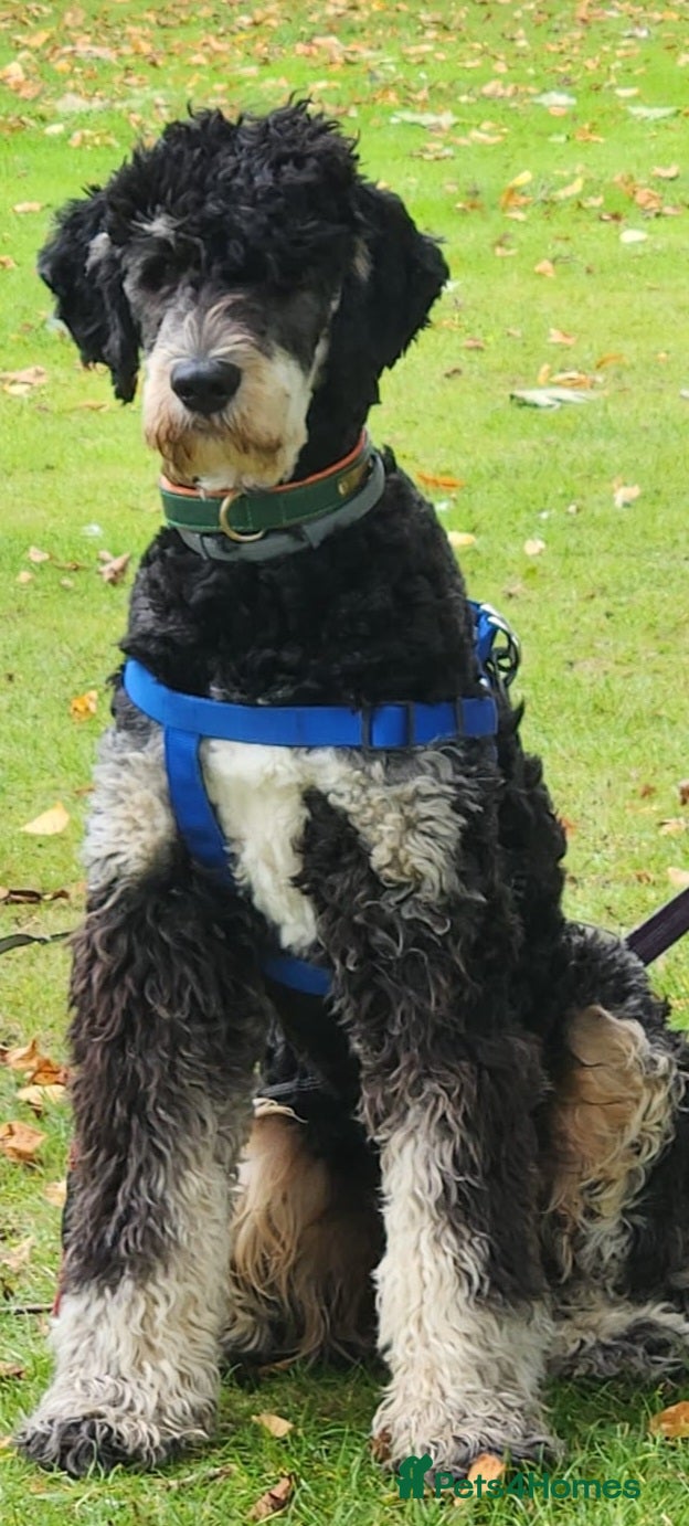 Bernedoodle dogs Otis for stud duties only  - Advert 3
