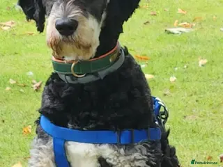 Bernedoodle dogs Otis for stud duties only - Advert 2