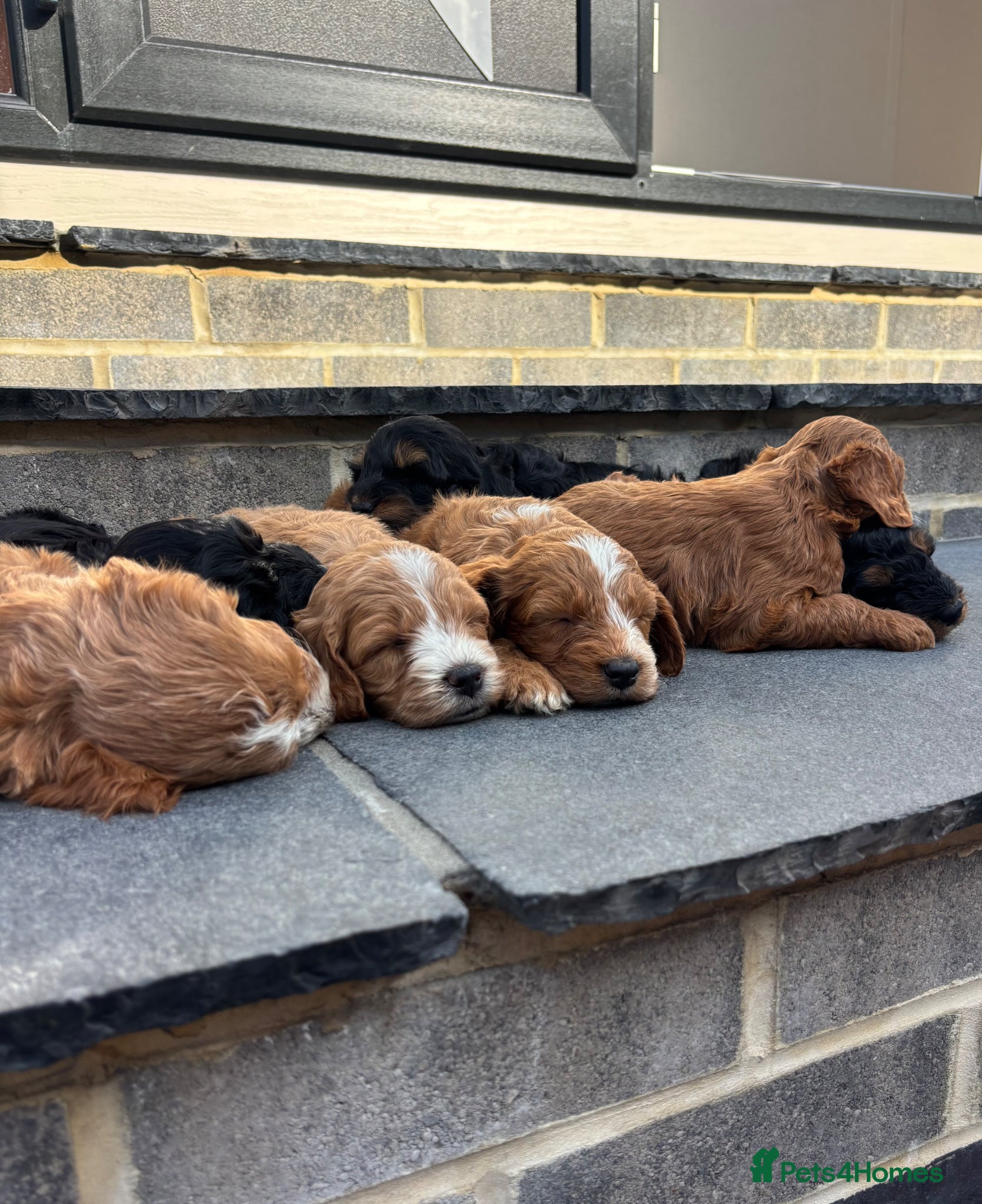 Cockapoo dogs Beautiful F1 Show Cockapoos 🥰❤️‍🔥 - Advert 2
