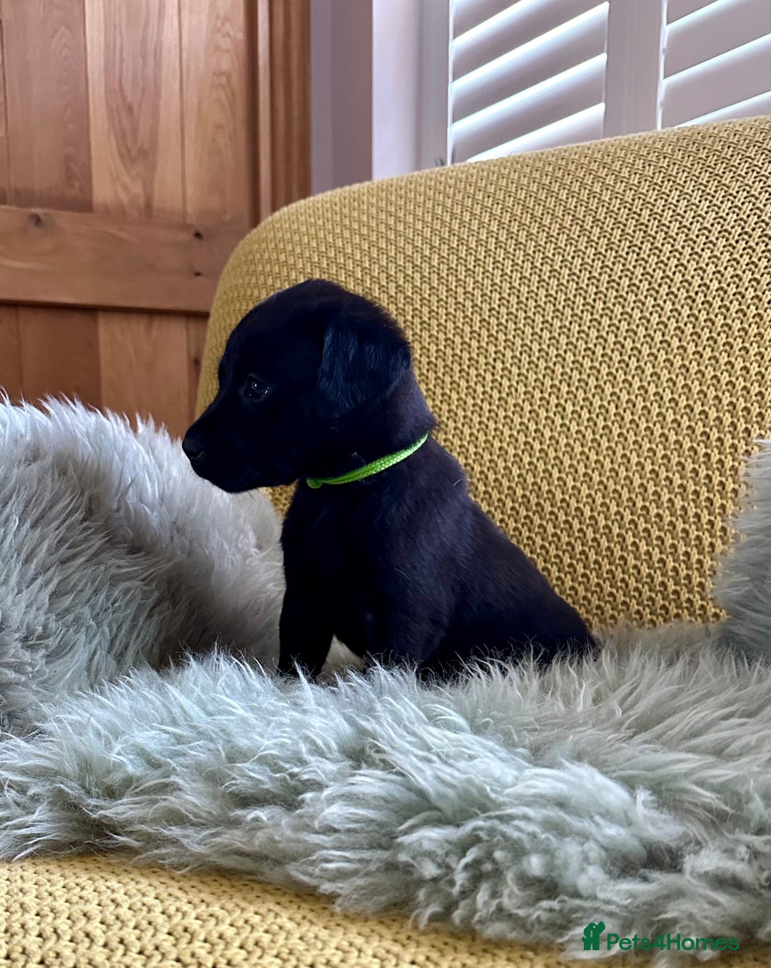 Labrador Retriever dogs for sale: Labrador puppies kennel Club registered - Image 4