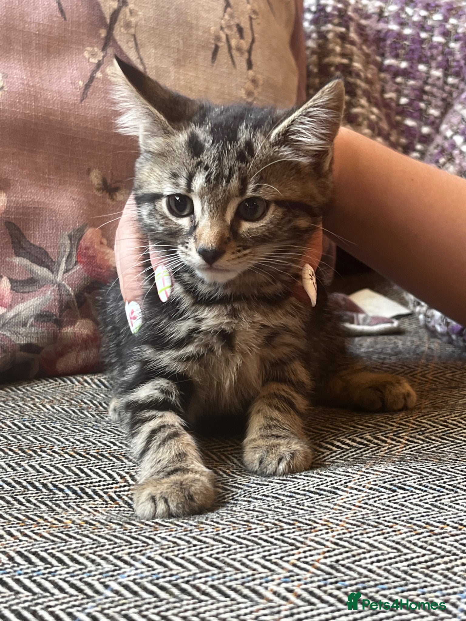 Mixed Breed cats for sale: Beautiful Tabby kittens for sale  - Advert 9