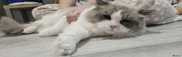 Ragdoll cats for sale: Gorgeous Ragdoll Pair – GCCF - Advert 6