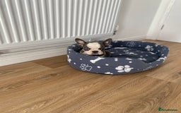 French Bulldog dogs for sale: French Bulldog (Blu) - Image 15