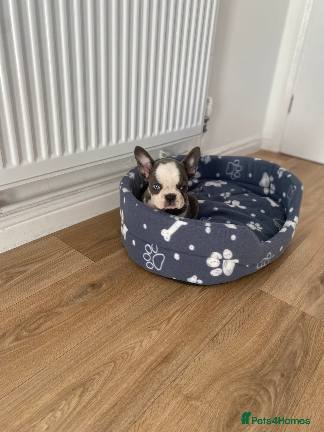 French Bulldog dogs for sale: French Bulldog (Blu) - Image 15