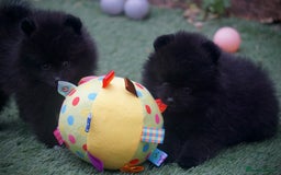 Pomeranian dogs for sale: ** TRUE TO TYPE BLACK POMERANIAN PUPPIES ** - Image 4