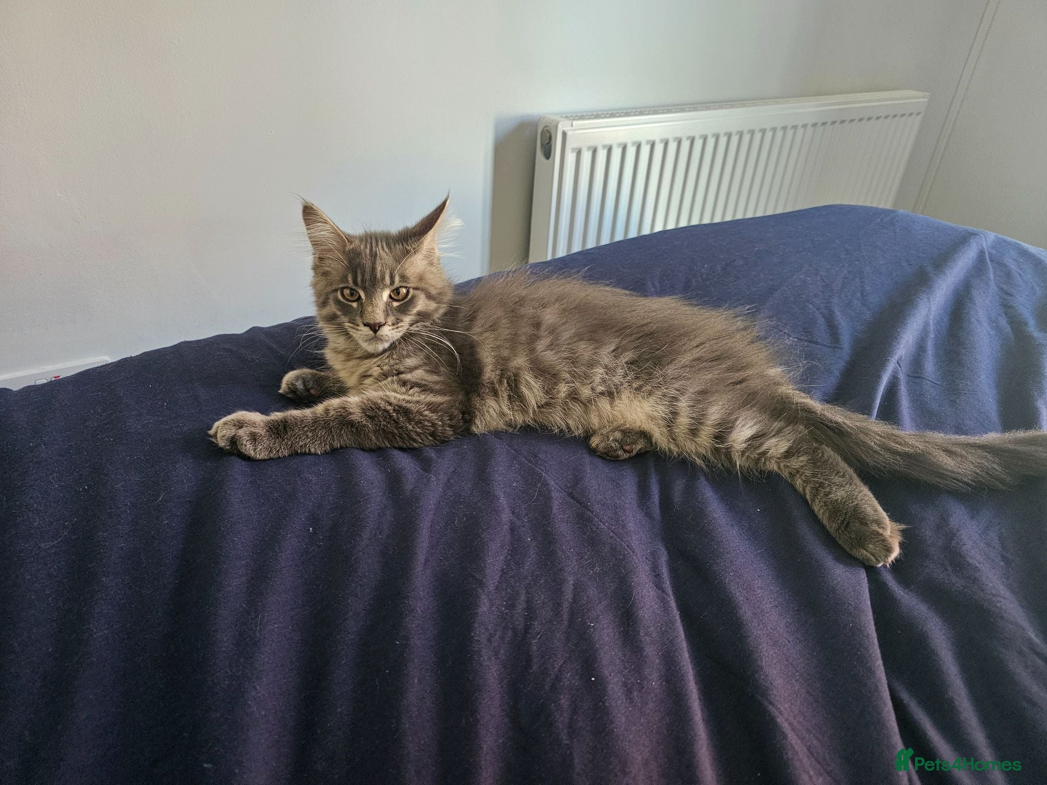 Maine Coon cats MAINE COON SILVER BLUE TABBY BOY KITTEN FOR SALE - Advert 6