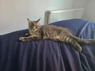 Maine Coon cats MAINE COON SILVER BLUE TABBY BOY KITTEN FOR SALE - Advert 6