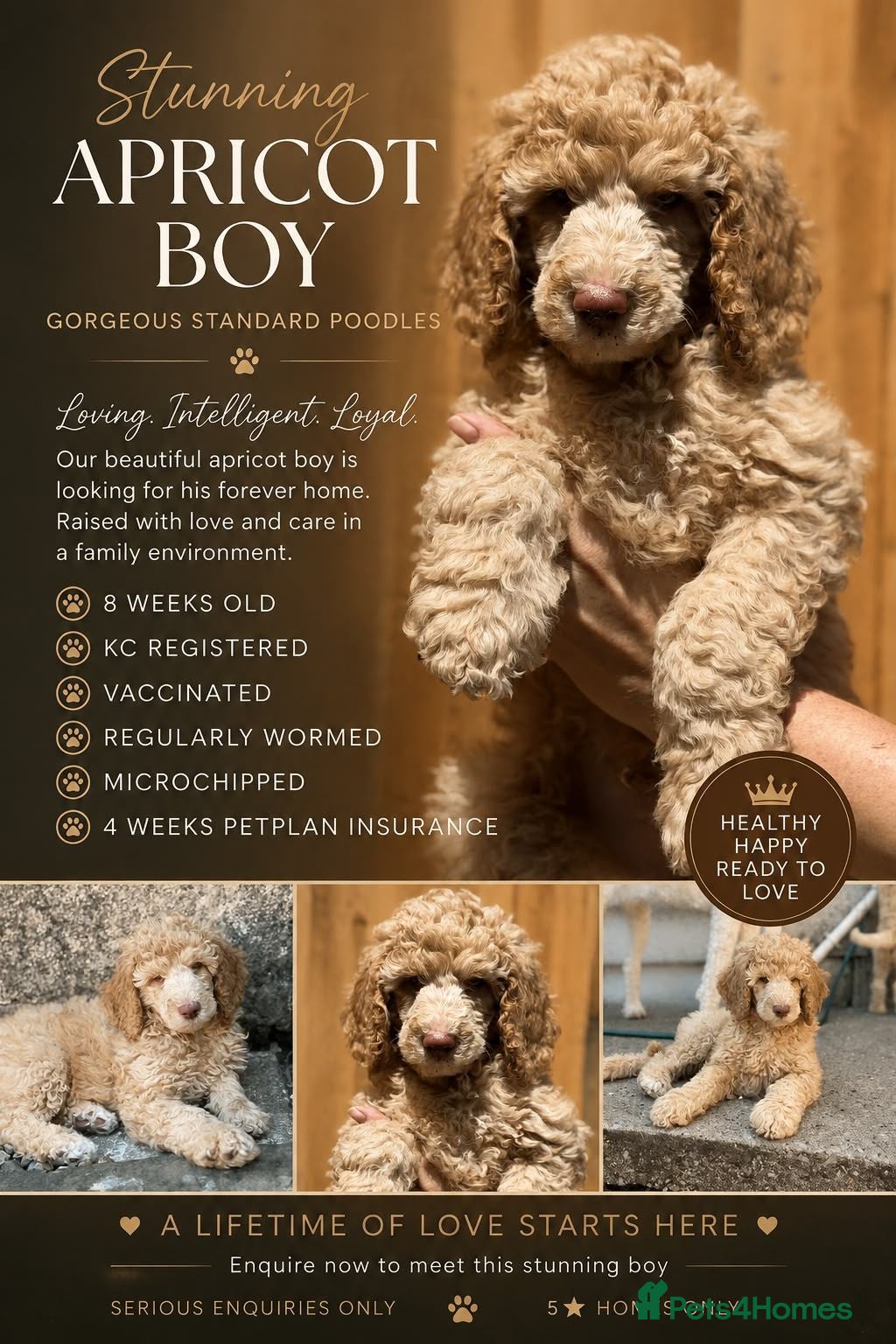 Standard Poodle dogs Standard poodle puppy's kc reg - Advert 13