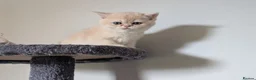 British Shorthair cats for sale: Fantastic boy and very nice girl  - Advert 23