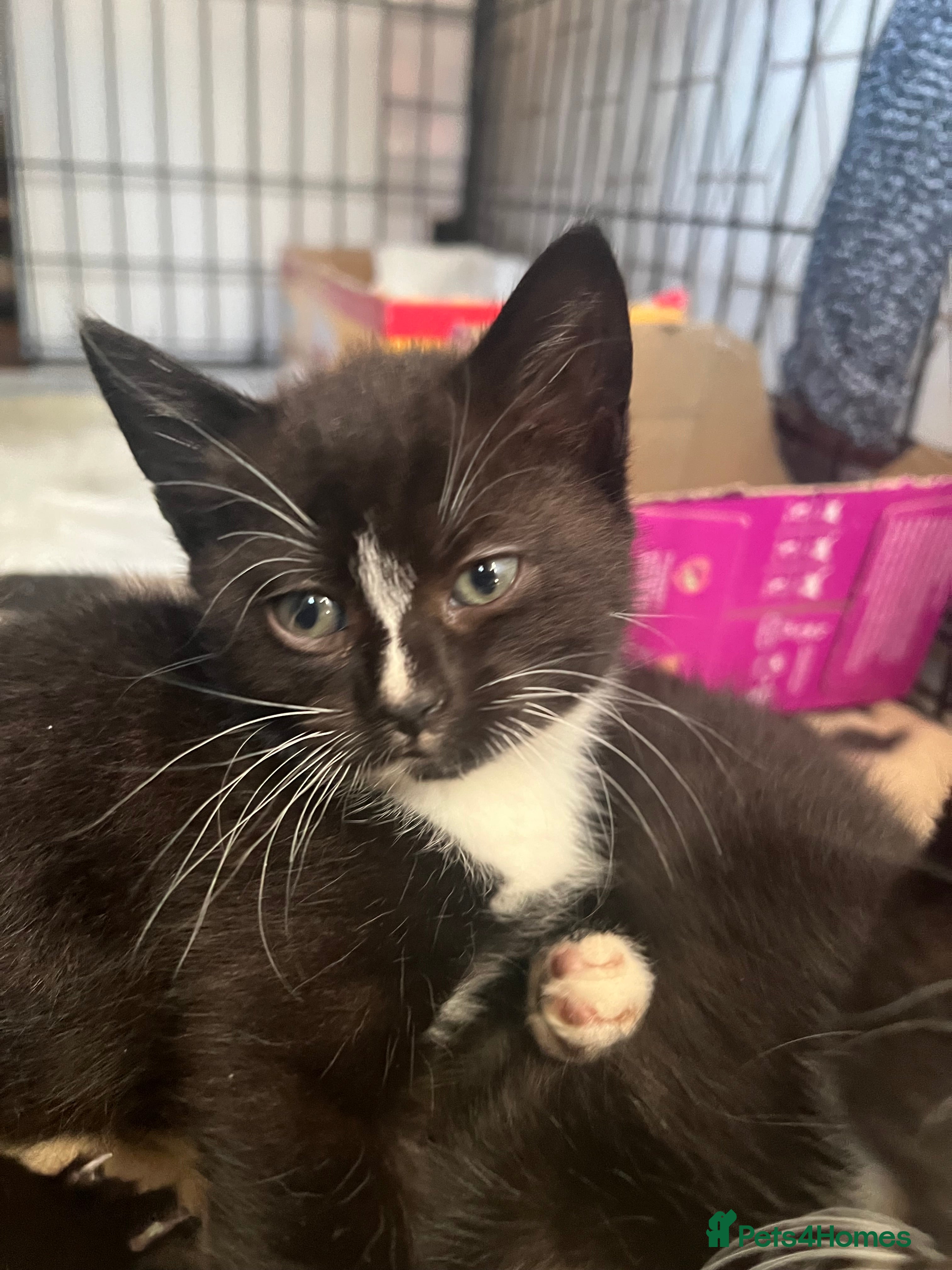 Domestic Shorthair cats Two kittens need to go together - Advert 9