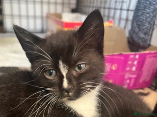 Domestic Shorthair cats Two kittens need to go together - Advert 1