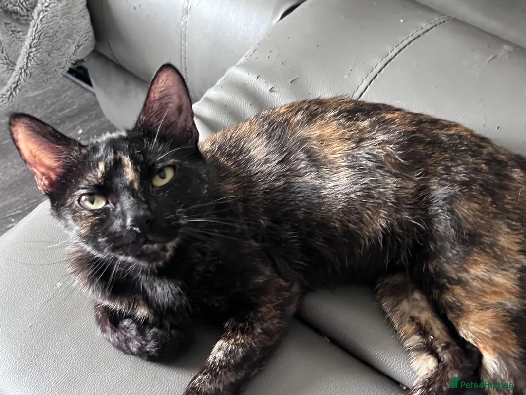 Mixed Breed cats for sale: 5 stunning kittens - Advert 13