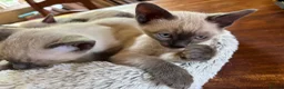 Tonkinese cats for sale: Superb Tonkdoll kittens - Advert 22