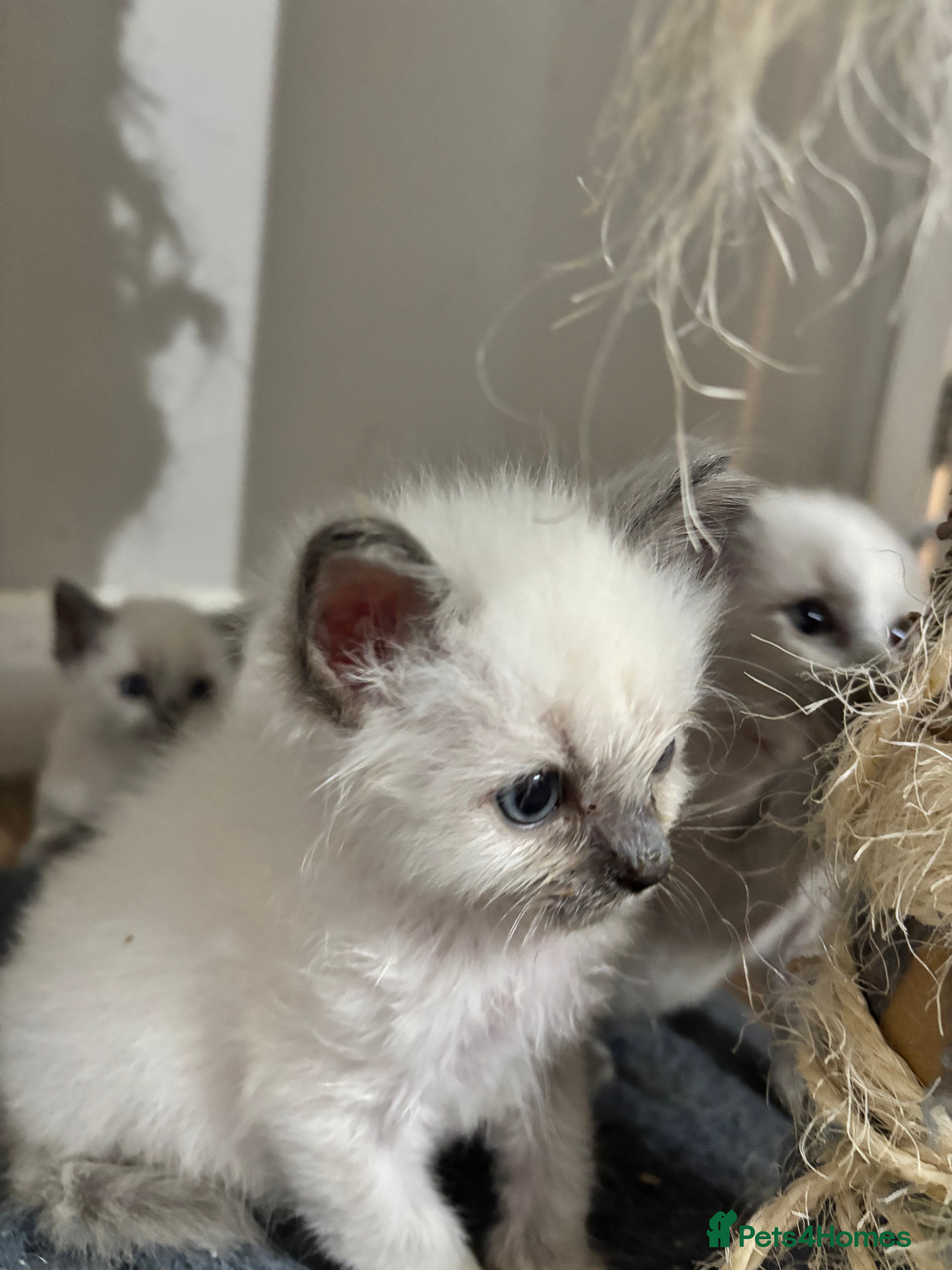 Ragdoll cats Blue point Ragdoll kittens  - Advert 2